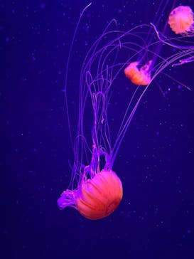 マリンワールド海の中道に投稿された画像（2025/12/30）