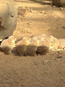 那須どうぶつ王国に投稿された画像（2025/12/30）