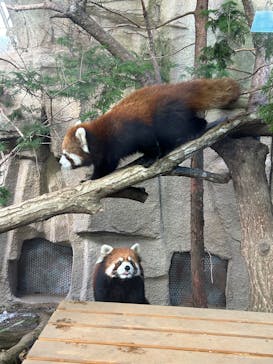 那須どうぶつ王国に投稿された画像（2025/12/30）