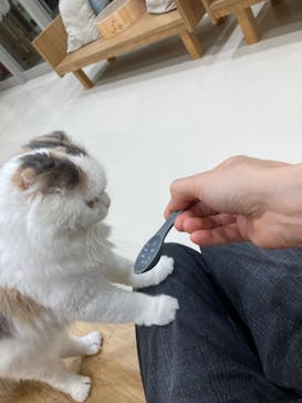 Cat Café MOFF イオンモールナゴヤドーム前店に投稿された画像（2025/12/30）