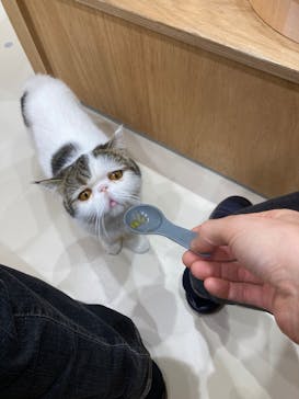Cat Café MOFF イオンモールナゴヤドーム前店に投稿された画像（2025/12/30）