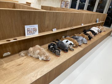 Cat Café MOFF イオンモールナゴヤドーム前店に投稿された画像（2025/12/30）