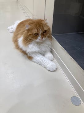 Cat Café MOFF イオンモールナゴヤドーム前店に投稿された画像（2025/12/30）