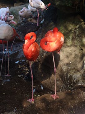 伊豆シャボテン動物公園に投稿された画像（2025/12/30）