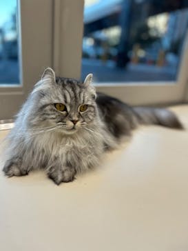 Cat Café MOFF イオンモールナゴヤドーム前店に投稿された画像（2025/12/30）