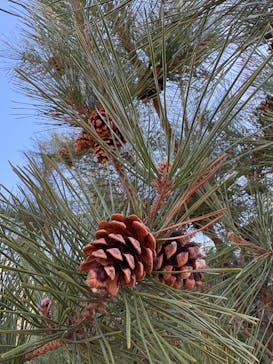 日立市かみね動物園に投稿された画像（2025/12/30）