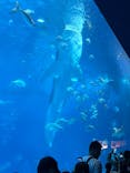 沖縄美ら海水族館に投稿された画像（2025/12/30）