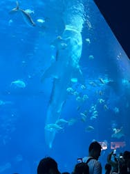 沖縄美ら海水族館に投稿された画像（2025/12/30）