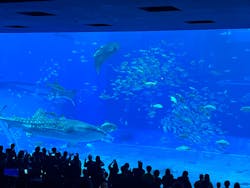 沖縄美ら海水族館に投稿された画像（2025/12/30）