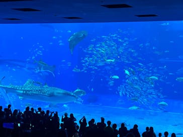 沖縄美ら海水族館に投稿された画像（2025/12/30）
