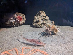 竹島水族館に投稿された画像（2025/12/30）