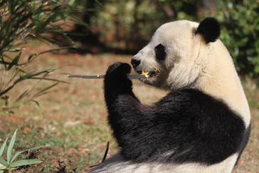 恩賜上野動物園に投稿された画像（2025/12/30）