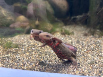 世界淡水魚園水族館　アクア・トトぎふに投稿された画像（2025/12/30）