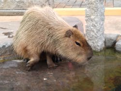 別府ケーブルラクテンチに投稿された画像（2025/12/30）