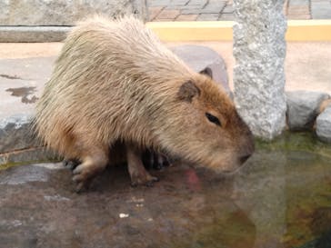 別府ケーブルラクテンチに投稿された画像（2025/12/30）