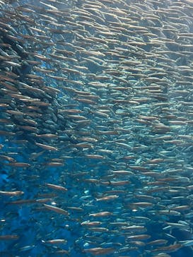 名古屋港水族館に投稿された画像（2025/12/30）