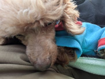 つくばわんわんランドに投稿された画像（2025/12/30）