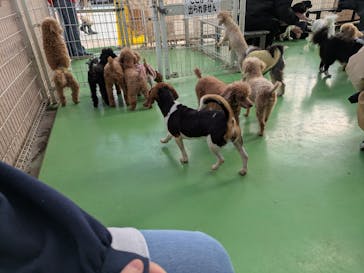 つくばわんわんランドに投稿された画像（2025/12/30）