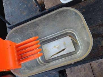 NaturaBaseに投稿された画像（2025/12/30）