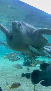 横浜・八景島シーパラダイス　プレジャーランドに投稿された画像（2025/12/30）