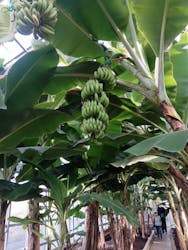 熱川バナナワニ園に投稿された画像（2025/12/30）