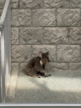 淡路ファームパーク イングランドの丘に投稿された画像（2025/12/30）