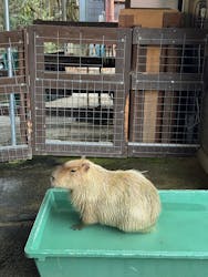 淡路ファームパーク イングランドの丘に投稿された画像（2025/12/30）