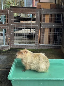 淡路ファームパーク イングランドの丘に投稿された画像（2025/12/30）