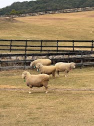 淡路ファームパーク イングランドの丘に投稿された画像（2025/12/30）