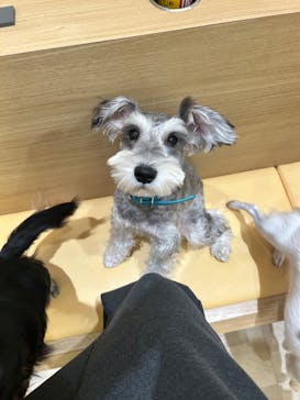 いぬカフェRio 秋葉原店に投稿された画像（2025/12/30）