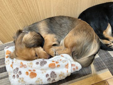 いぬカフェRio 秋葉原店に投稿された画像（2025/12/30）