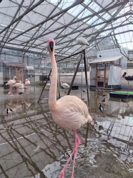 掛川花鳥園に投稿された画像（2025/12/30）