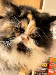 猫カフェモカ　イオンモール甲府昭和店に投稿された画像（2025/12/30）