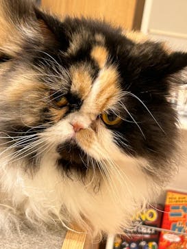 猫カフェモカ　イオンモール甲府昭和店に投稿された画像（2025/12/30）