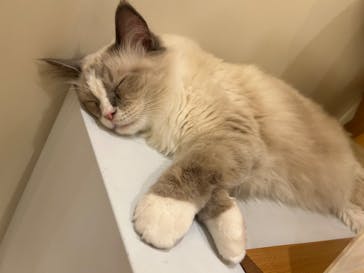 猫カフェモカ　イオンモール甲府昭和店に投稿された画像（2025/12/30）