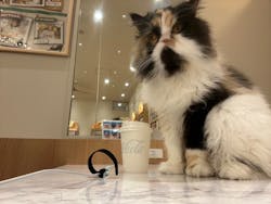 猫カフェモカ　イオンモール甲府昭和店に投稿された画像（2025/12/30）