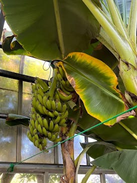 熱川バナナワニ園に投稿された画像（2025/12/30）