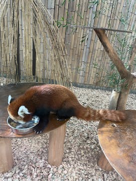 熱川バナナワニ園に投稿された画像（2025/12/30）