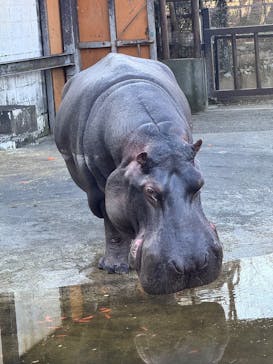 ANIMAL WONDER REZOURT 市原ぞうの国・サユリワールドに投稿された画像（2025/12/30）