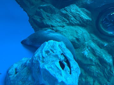 しながわ水族館に投稿された画像（2025/12/30）