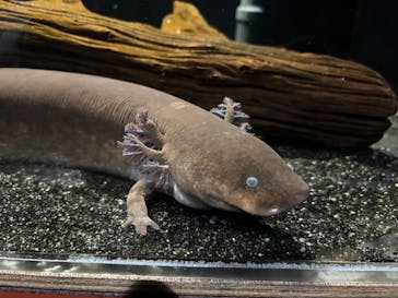 しながわ水族館に投稿された画像（2025/12/30）