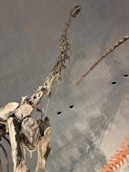 福井県立恐竜博物館に投稿された画像（2025/12/30）