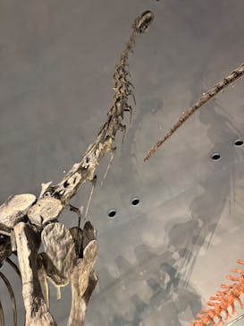 福井県立恐竜博物館に投稿された画像（2025/12/30）