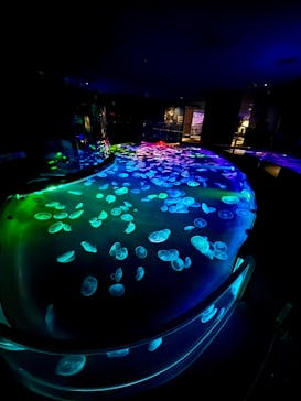 すみだ水族館に投稿された画像（2025/12/30）