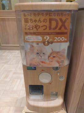 猫カフェモカ　名古屋則武新町店に投稿された画像（2025/12/30）