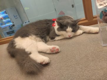 猫カフェモカららぽーと名古屋みなとアクルス店に投稿された画像（2025/12/30）
