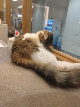 猫カフェモカららぽーと名古屋みなとアクルス店に投稿された画像（2025/12/30）