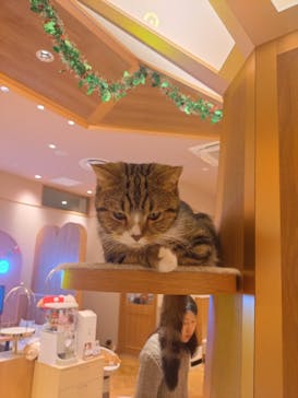 猫カフェモカららぽーと名古屋みなとアクルス店に投稿された画像（2025/12/30）