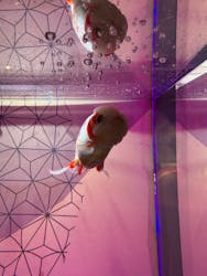 UWS AQUARIUM GA☆KYOに投稿された画像（2025/12/30）