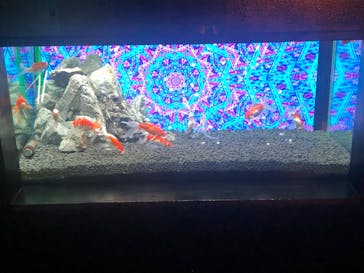 NARA KINGYO MUSEUMに投稿された画像（2025/12/30）